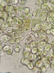 Cyanobacteria