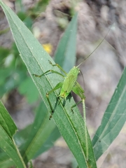 Phaneroptera