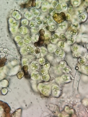 Cyanobacteria