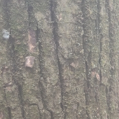 Castanea mollissima