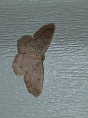 Lambdina fiscellaria