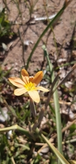 Moraea pallida