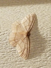 Lambdina fiscellaria