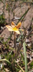 Moraea pallida