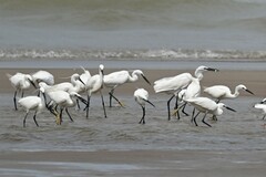 Egretta garzetta