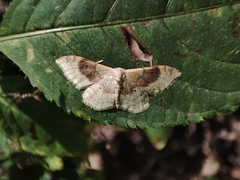 Idaea degeneraria