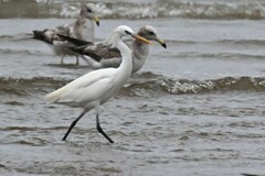 Egretta eulophotes