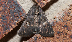 Condica dolorosa