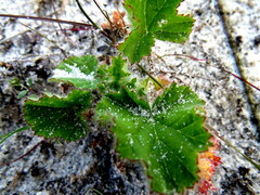 Pelargonium capitatum
