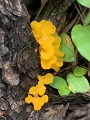 Dacrymyces spathularia