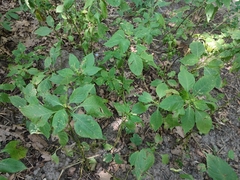 Impatiens parviflora