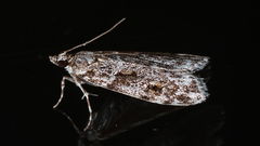 Scoparia chiasta