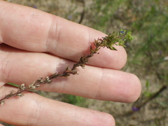 Veronica verna