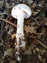 Amanita strobiliformis