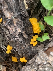 Dacrymyces spathularia
