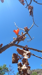 Brachychiton paradoxus