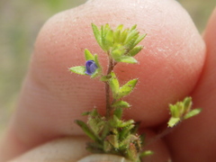 Veronica verna