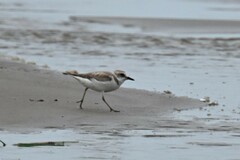 Charadrius dealbatus