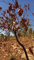 Brachychiton paradoxus