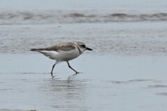 Charadrius dealbatus