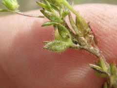 Veronica verna