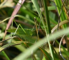 Phaneroptera falcata