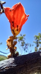 Brachychiton paradoxus