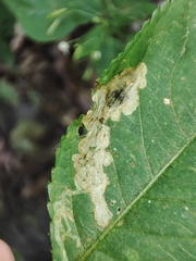 Impatiens parviflora