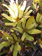 Leucadendron gandogeri