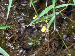Utricularia aurea