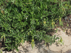 Pelargonium alchemilloides