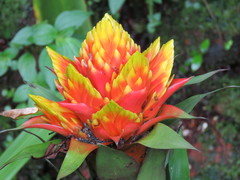 Tillandsia imperialis