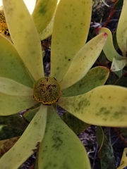 Leucadendron gandogeri