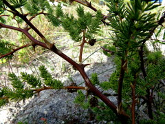 Asparagus rubicundus