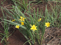 Hypoxis