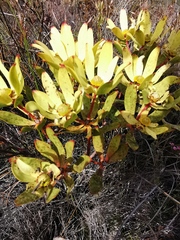 Leucadendron gandogeri