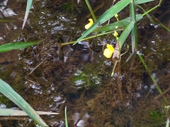 Utricularia aurea