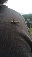 Pseudochorthippus parallelus