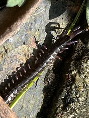 Scolopendridae