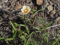 Hibiscus aethiopicus