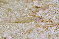 Acentrogobius