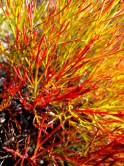 Serruria rubricaulis