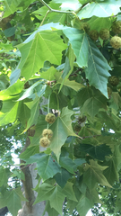 Platanus