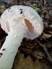 Amanita strobiliformis