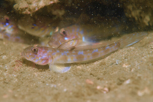 Schubnek-tonggrondel (Oxyurichthys auchenolepis) — Gobiidae