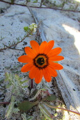 Arctotis breviscapa