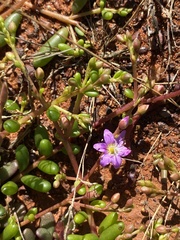 Calandrinia polyandra