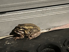 Litoria ewingii