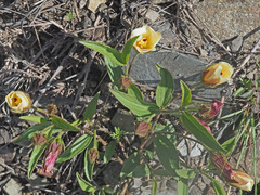 Hibiscus aethiopicus