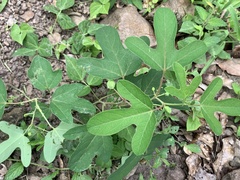 Passiflora quercetorum
